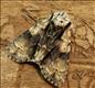 2281 (73.036) Alder Moth